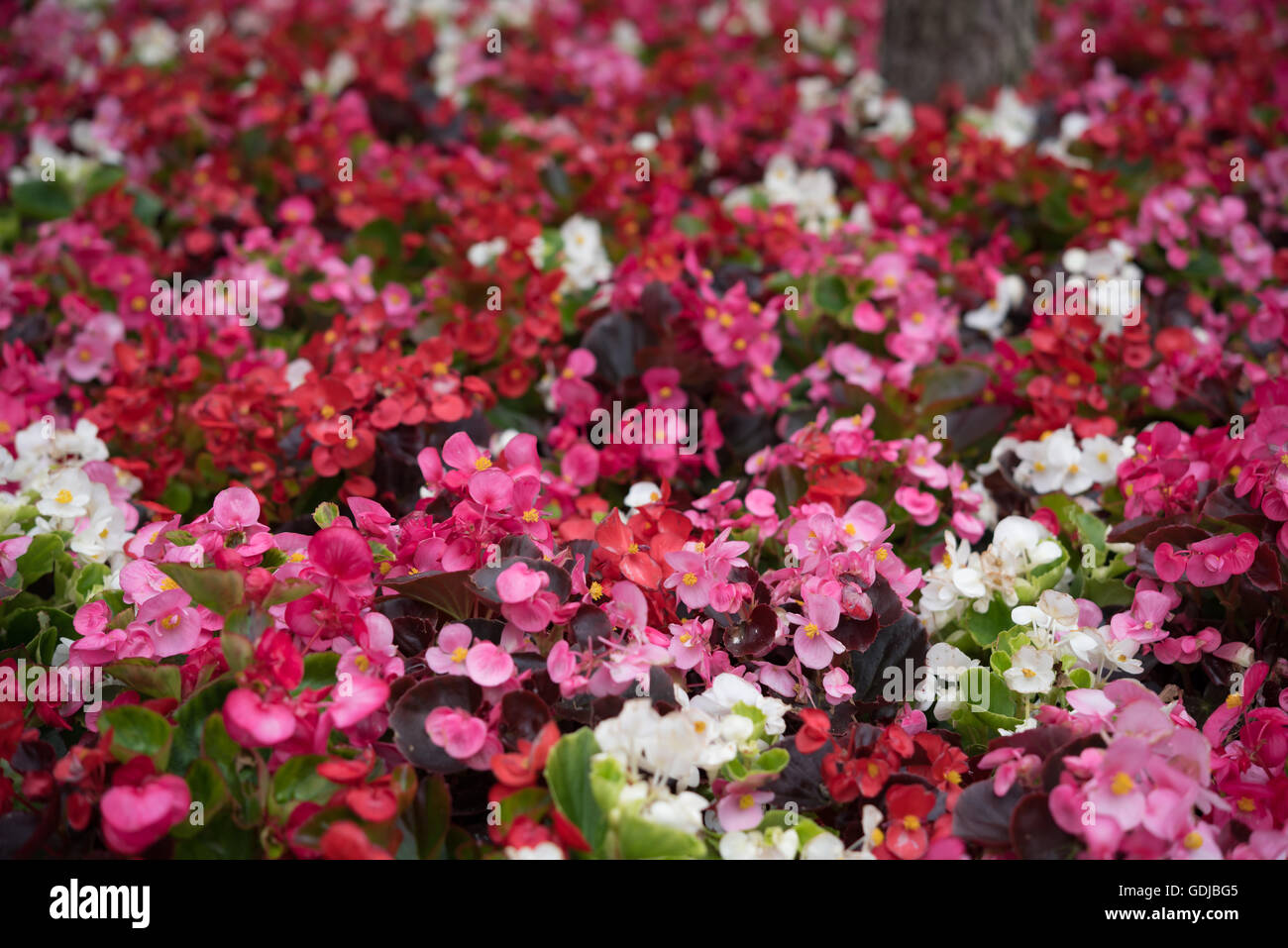 Prairie de fleurs colorées prises d'en haut. Banque D'Images