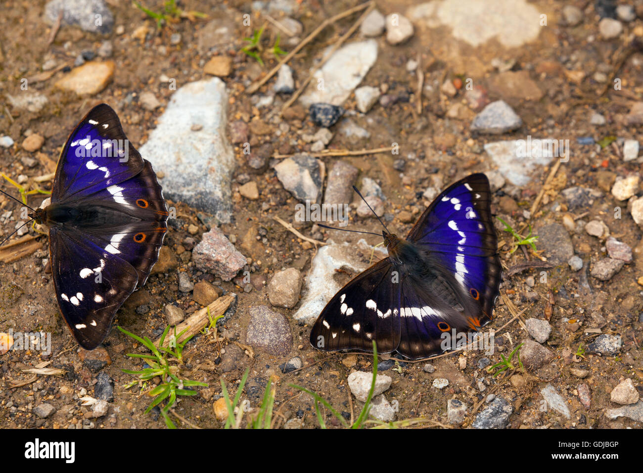 Deux Purple Emperor butterflies Apatura iris au rez-de-chaussée en chemin et sels nutritifs dans Fermyn Woods nature reserve Northhampton England UK Banque D'Images