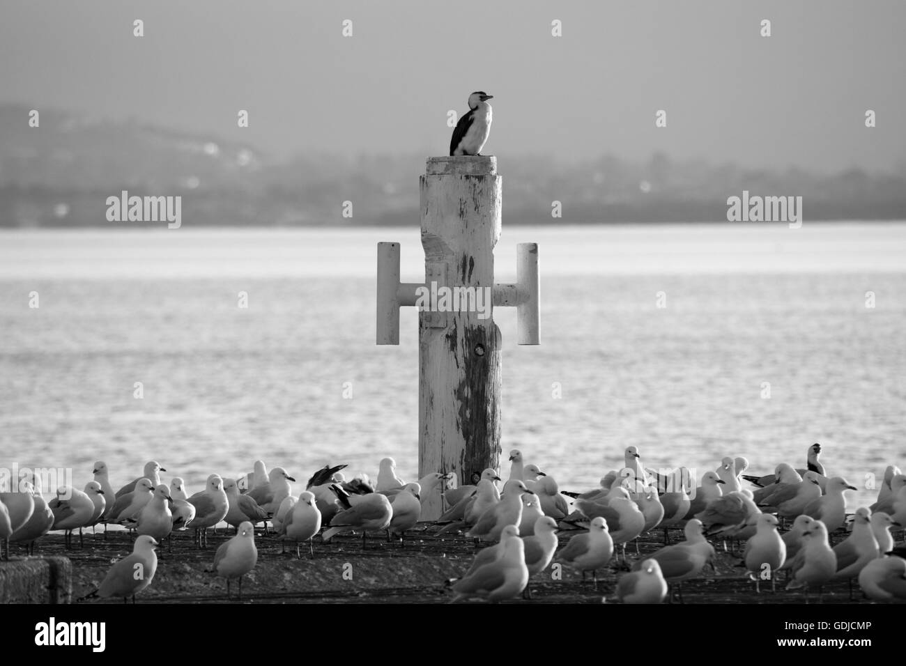 Grand héron perché sur un bollard Banque D'Images