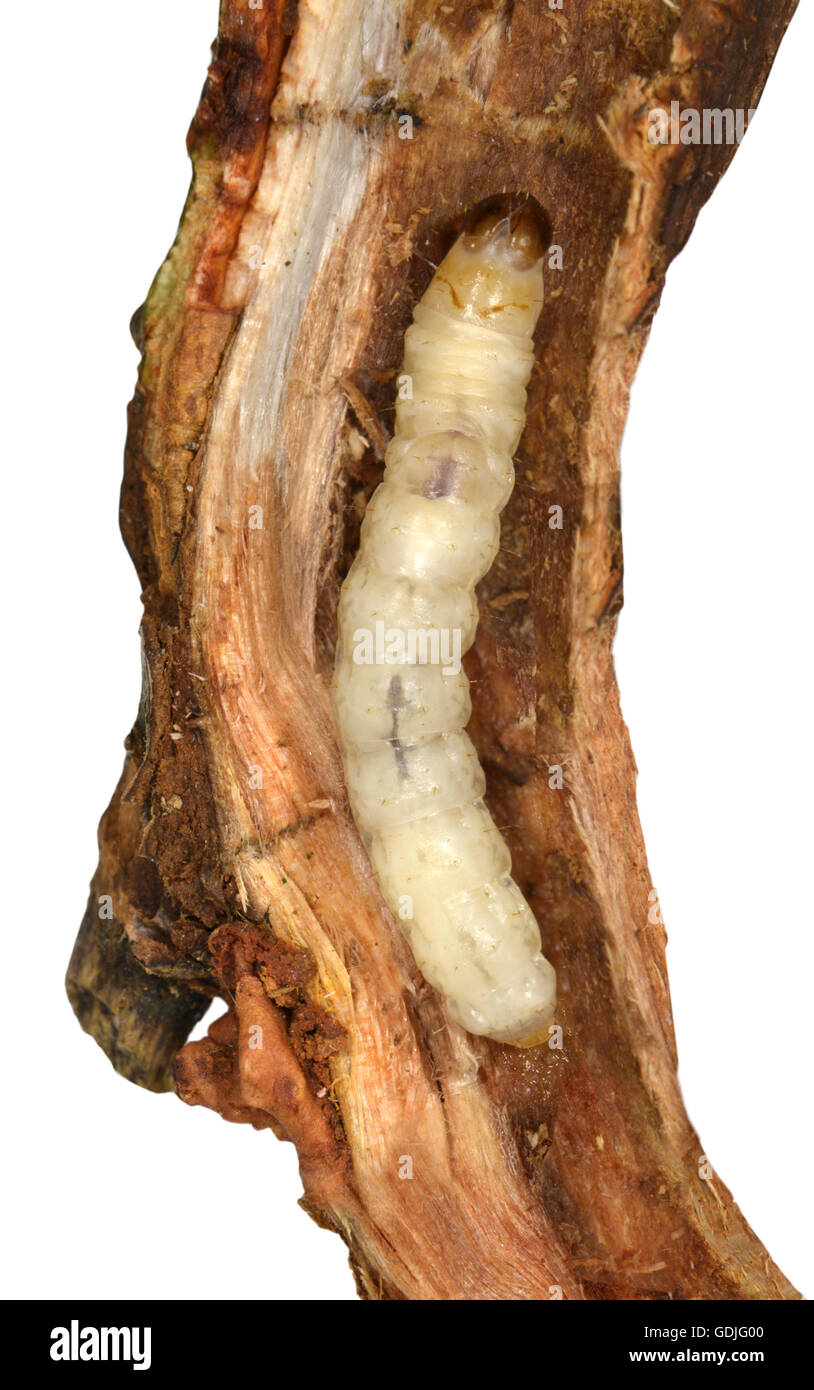 White de prescription - Sésie Synanthedon spheciformis - larves à l'intérieur des rameaux de l'Aulne Banque D'Images