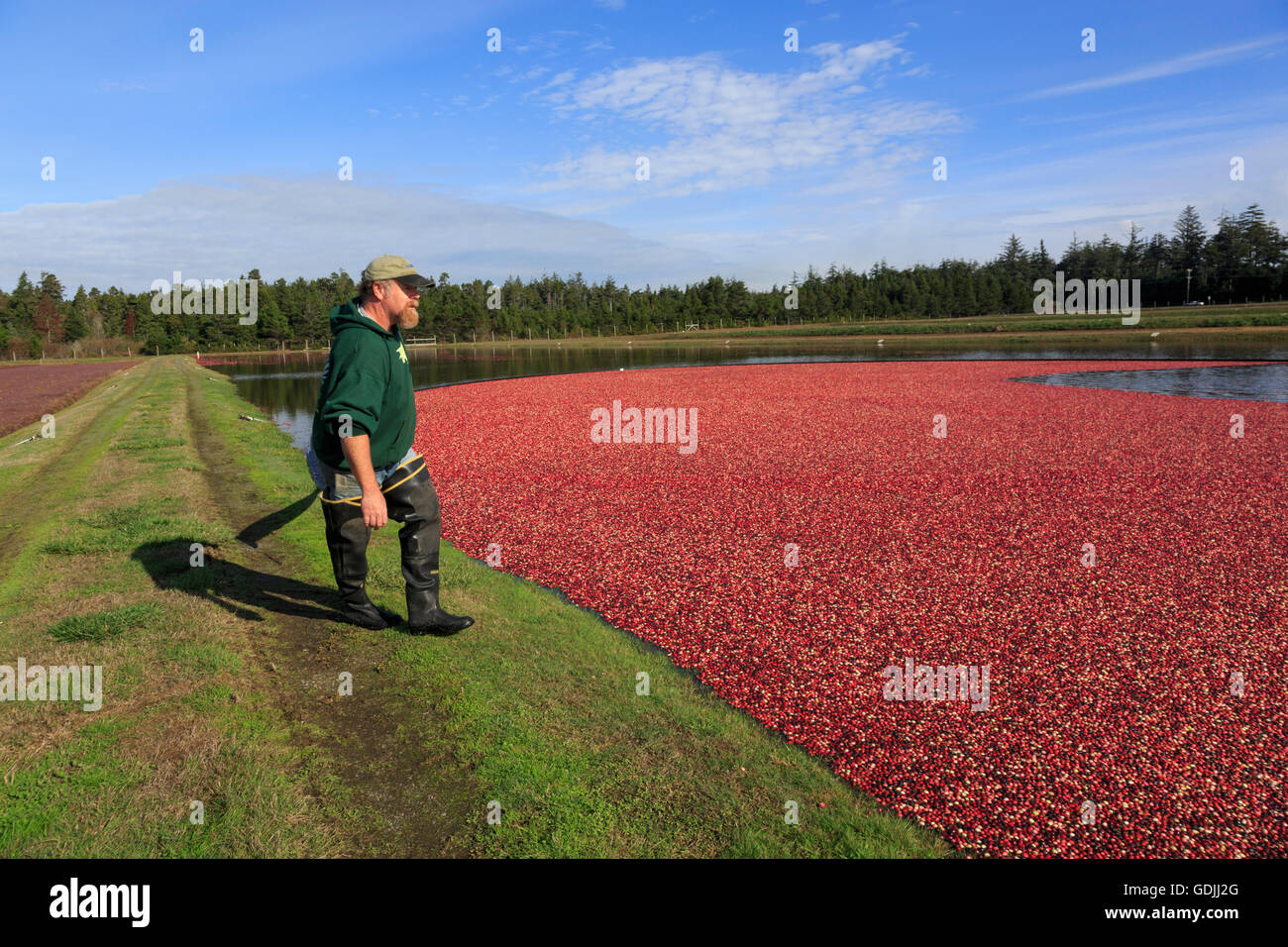 L'homme en faisant glisser la flèche d'une tourbière à côté d'un marais de canneberge au moment de la récolte de l'Oregon United States Banque D'Images