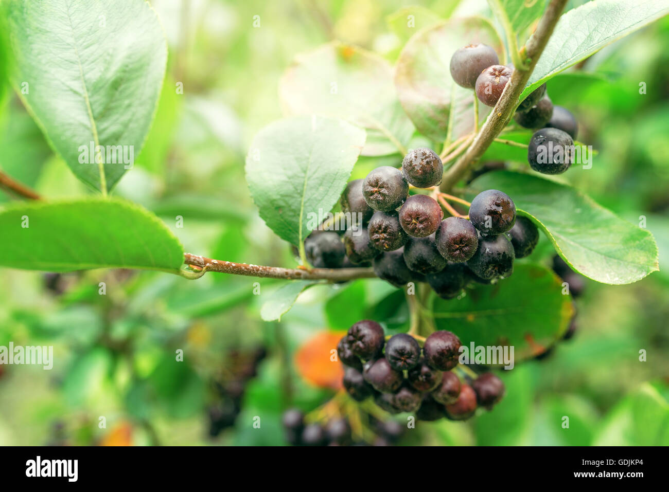 Aronia mûres de petits fruits sur la branche, selective focus Banque D'Images