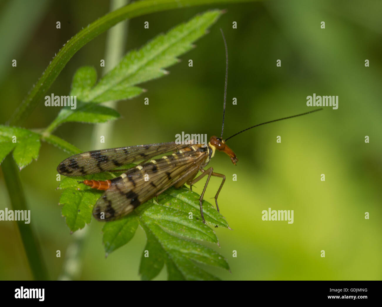 Mouche Scorpion (Panorpa communis), Royaume-Uni Banque D'Images