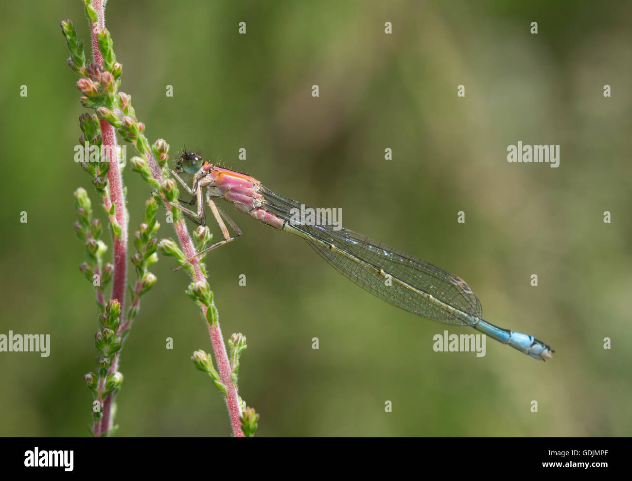 Femme bleu immature demoiselle à queue (rufescens) couleur (Ischnura elegans) Banque D'Images