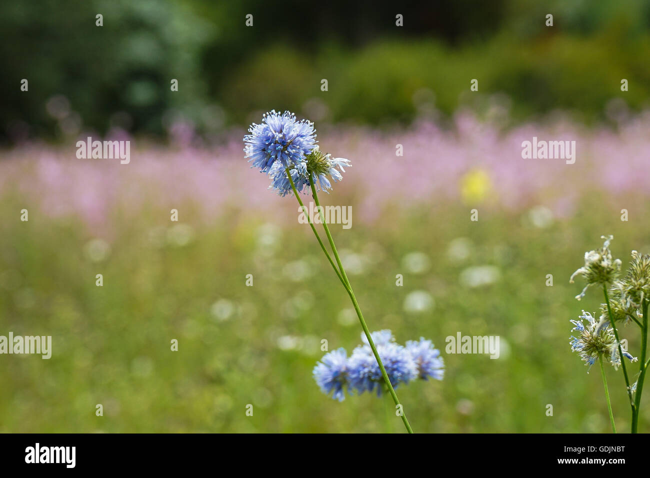 Jolie fleur bleue dans la région des prairies Banque D'Images