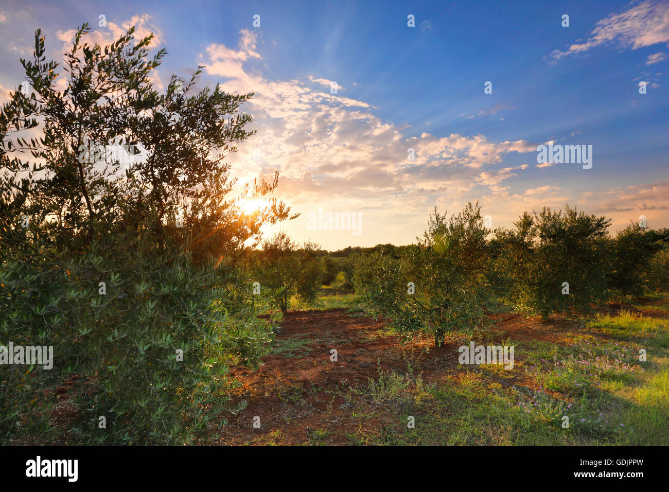 Plantation Olive au coucher du soleil Banque D'Images