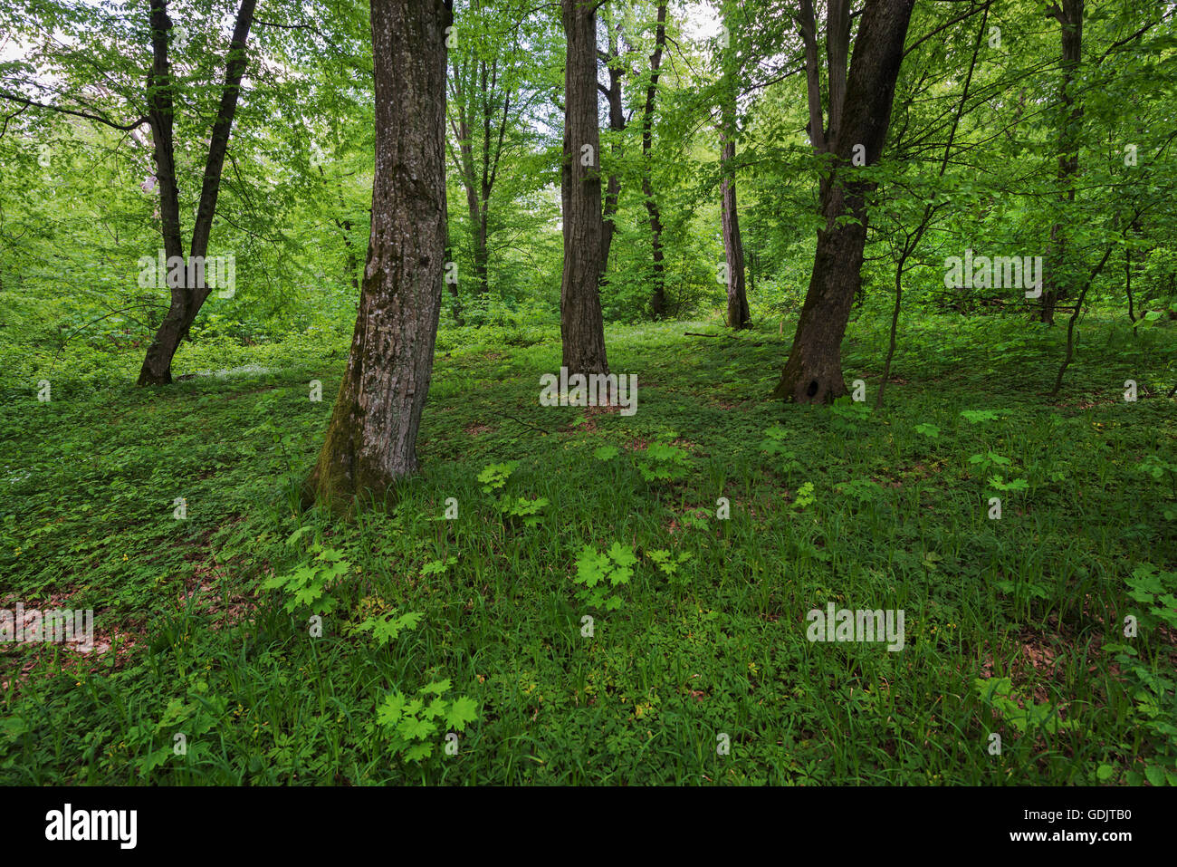 Forêt de feuillus dans l'ouest de l'Ukraine (Shumsk raion, Ternopil région). 'Kremenetski Hory' parc national. Carex pilosa domine Banque D'Images