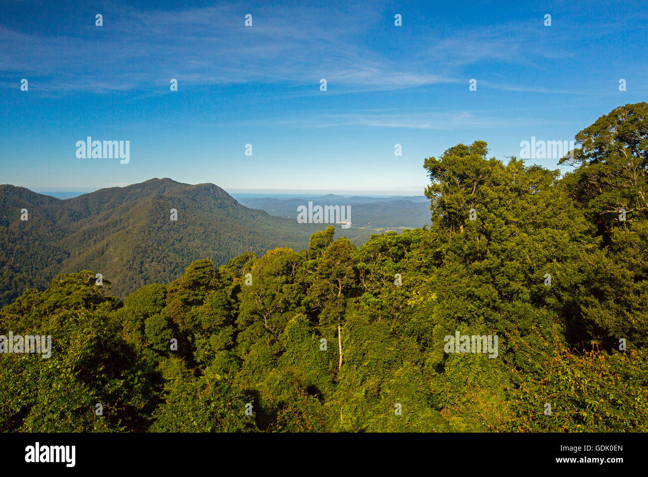 Vue imprenable sur de vastes rainforest & pics mtn, à feuillage dense de Great Dividing Range à horizon et ciel bleu de Dorrigo skywalk Banque D'Images