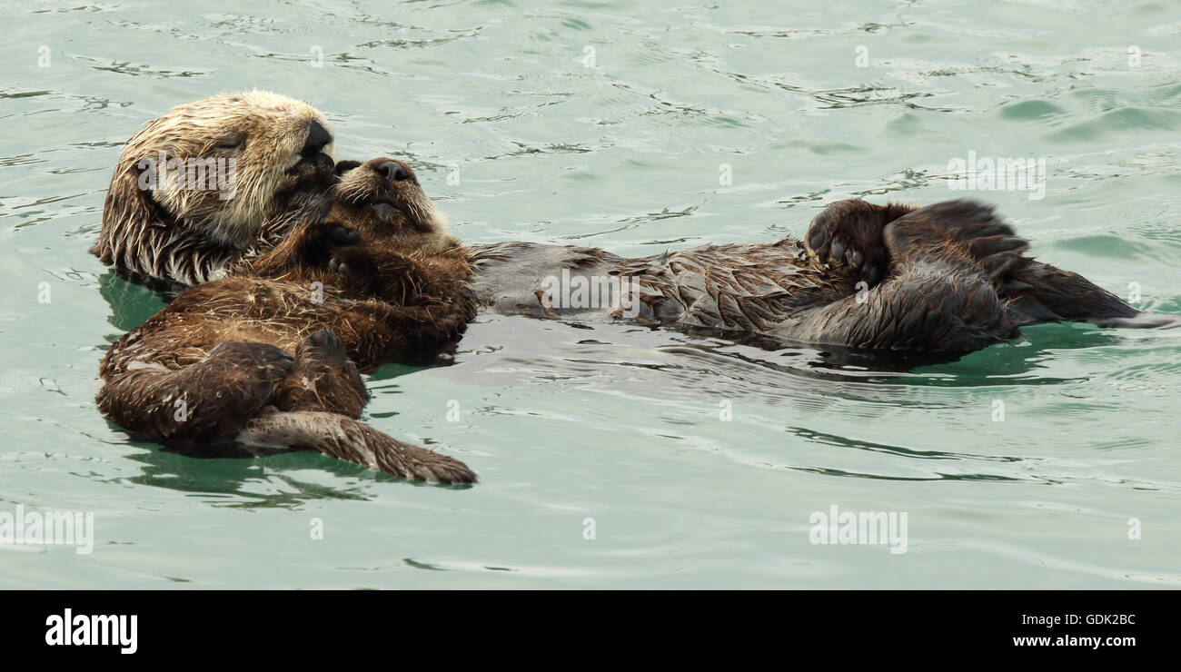 Une loutre de mer la mère et l'enfant de dormir tout en flottant. Banque D'Images