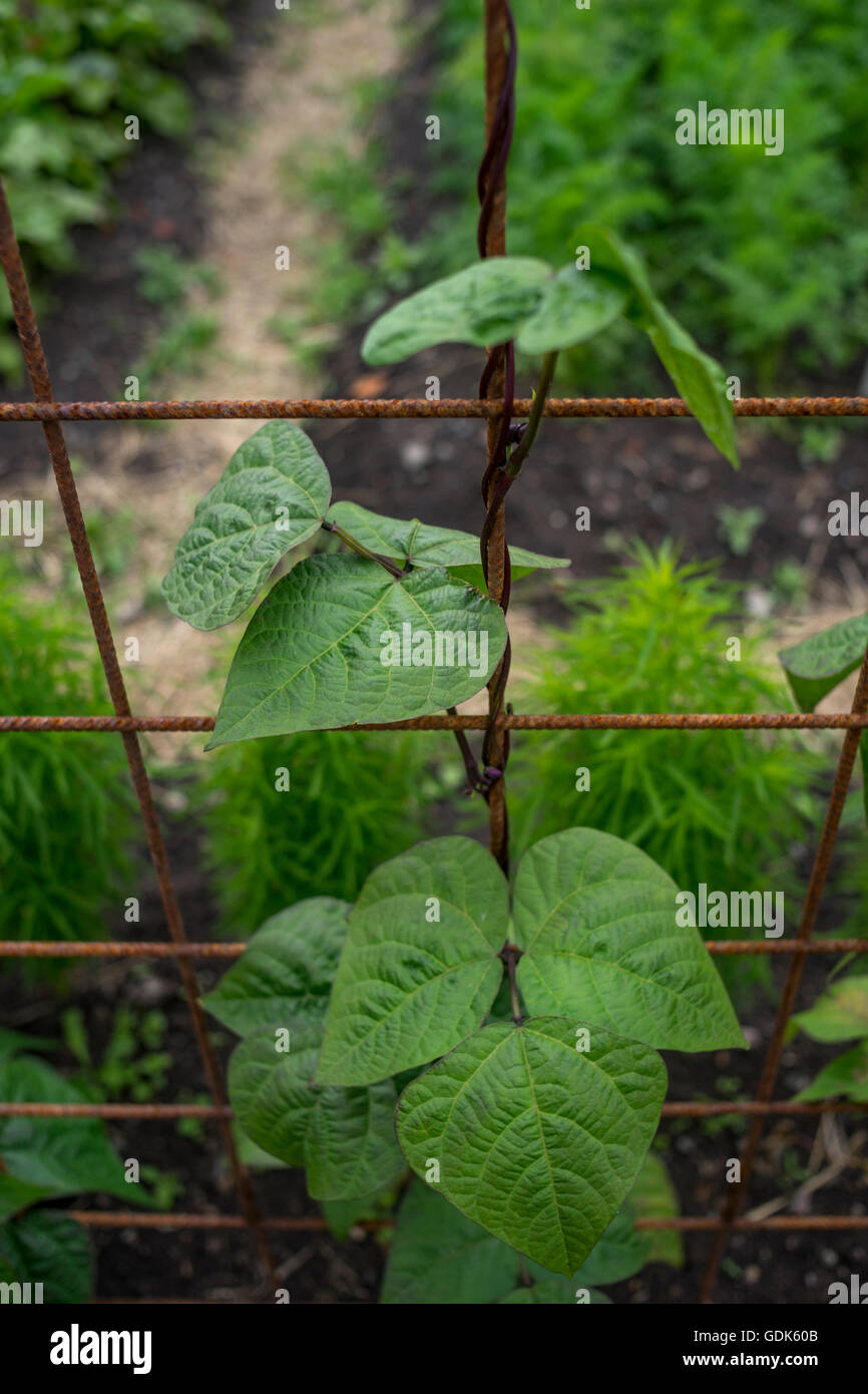 Jeune plant de haricots violets Banque D'Images