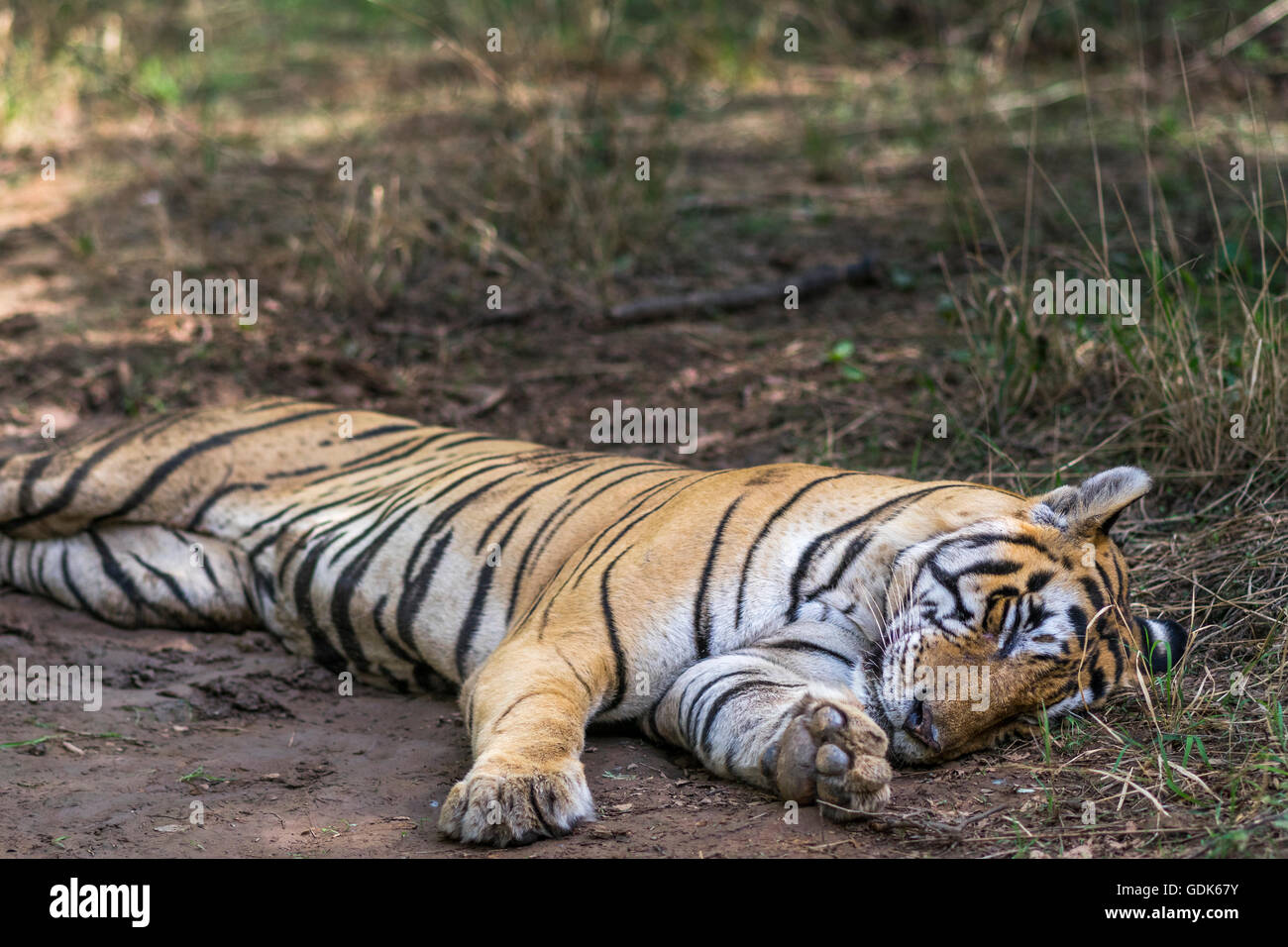 Tigre du Bengale male reposant près de l'eau dans les trous à la mousson, Ranthambhore forest. [In] Banque D'Images