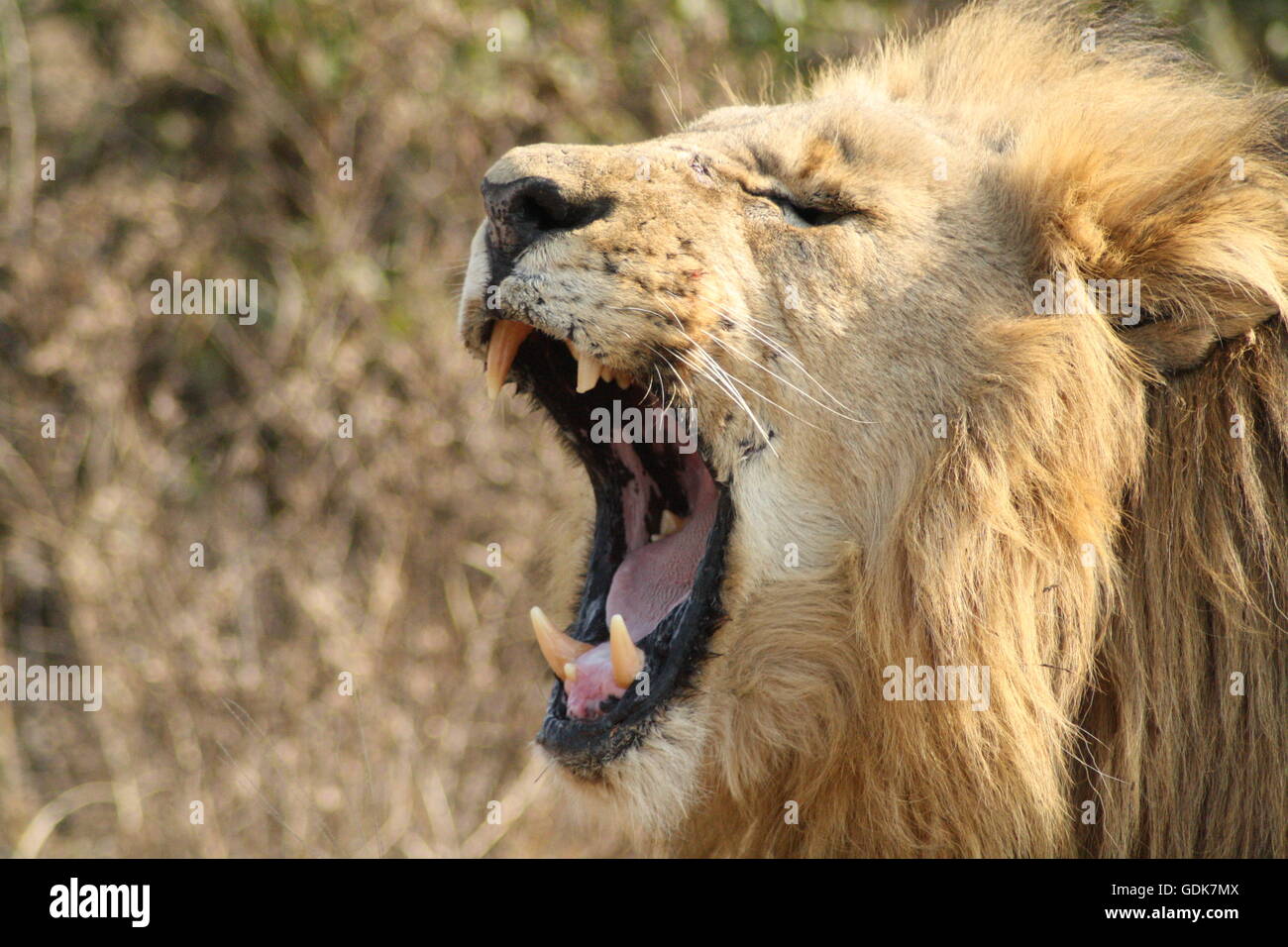 Roaring lion mâle Banque D'Images
