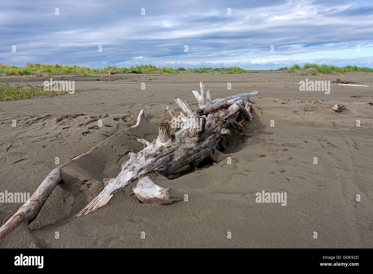 Grand bois flottant dans le sable. Banque D'Images