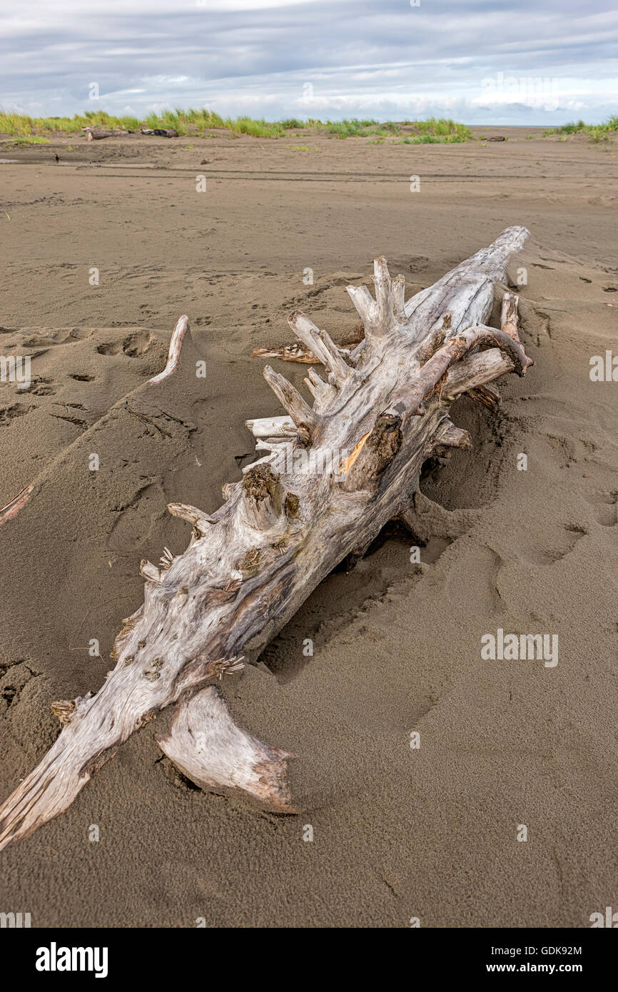 Close up de bois flotté dans le sable. Banque D'Images