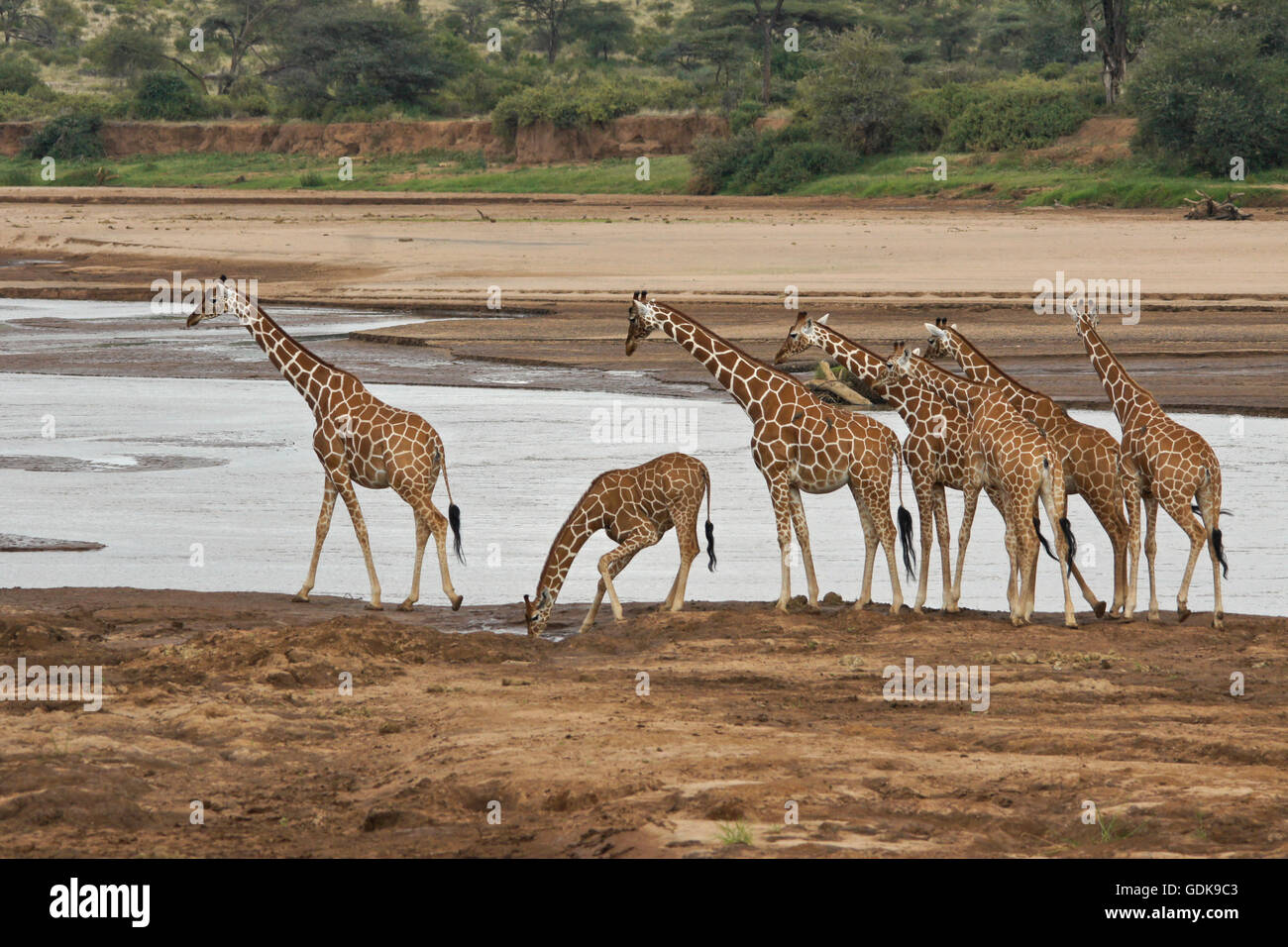 Les girafes à l'Ewaso réticulée (Uaso Nyiro), Samburu Game Reserve, Kenya Banque D'Images