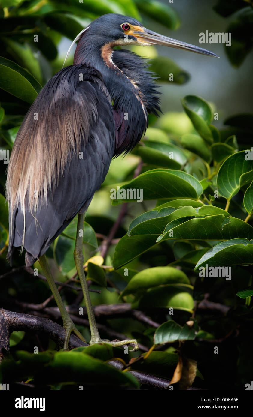 Louisiane aka heron héron tricolore en reproduction et de plumage perches dans l'ombre de l'Étang des branches d'arbre d'Apple Banque D'Images