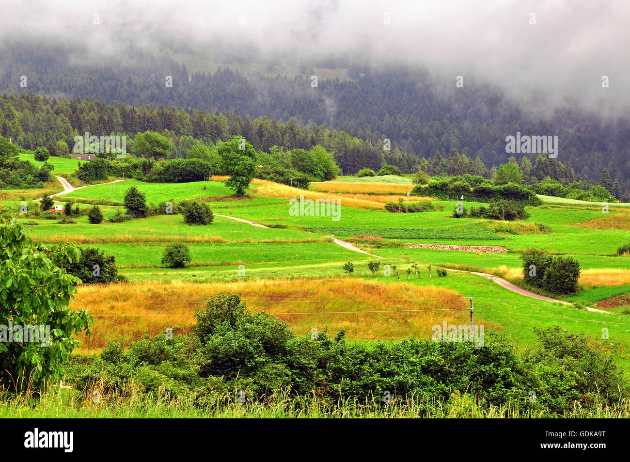 Prairie alpine dans le Nord de l'Italie, Dolomites Banque D'Images