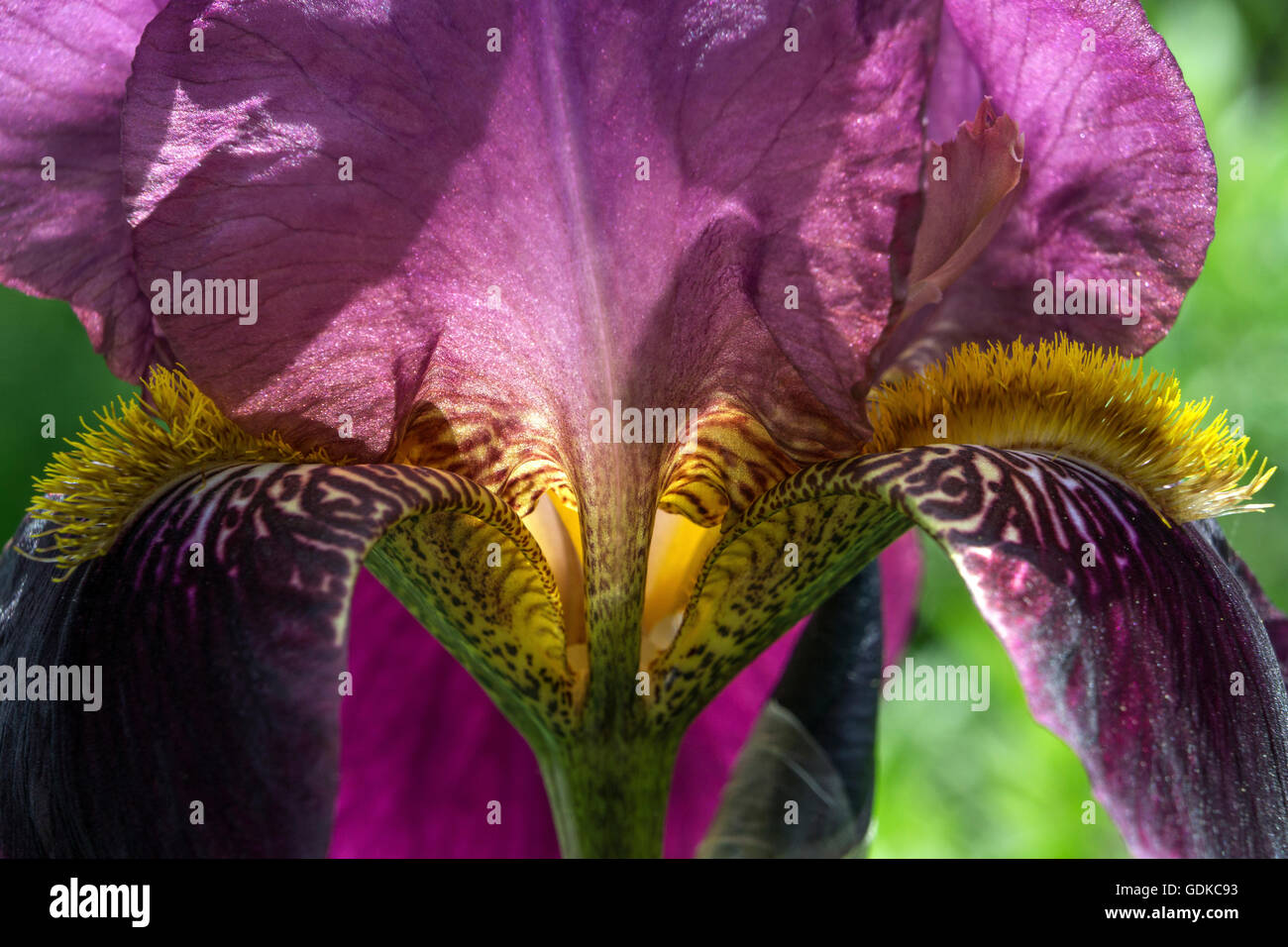 Iris (Iris sp.), iris, gros plan, Bade-Wurtemberg, Allemagne Banque D'Images