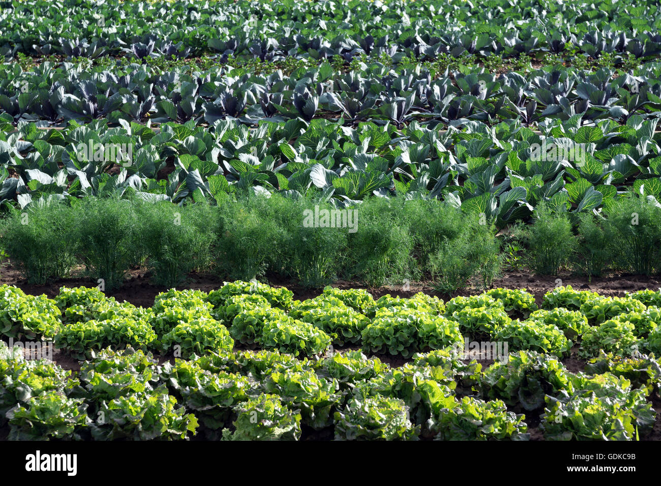 Champ de légumes, salade, fenouil, chou, Bade-Wurtemberg, Allemagne Banque D'Images