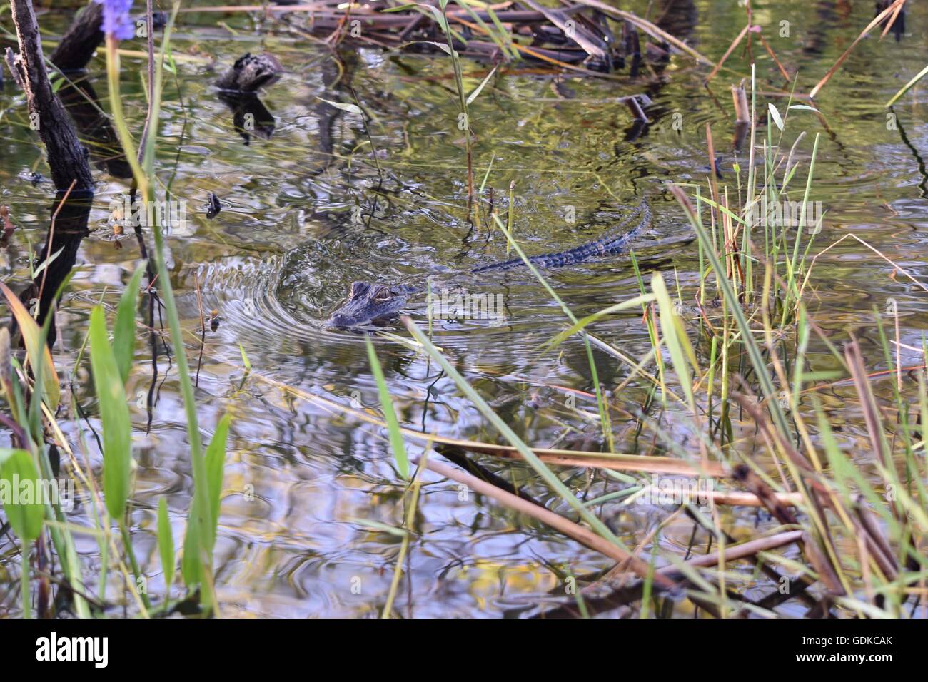 Trois ans dans les Everglades Alligator Banque D'Images