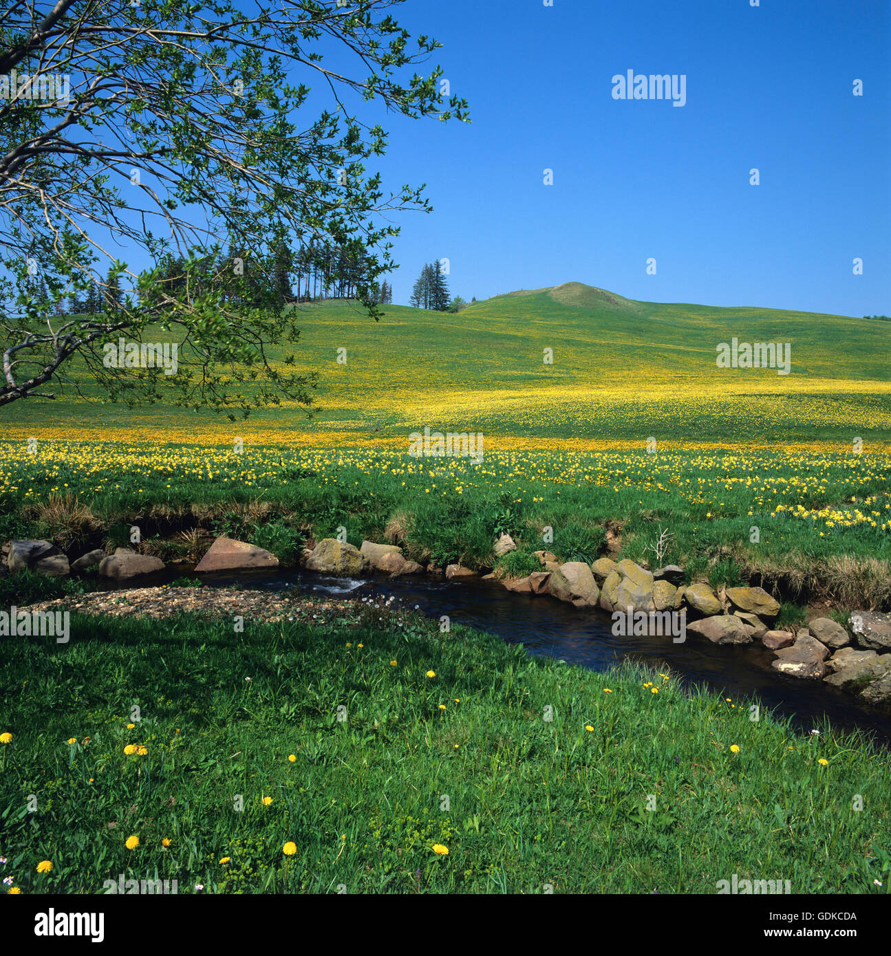 En Cezallier et champ de jonquilles, Puy de Dome, Auvergne, France, Europe Banque D'Images