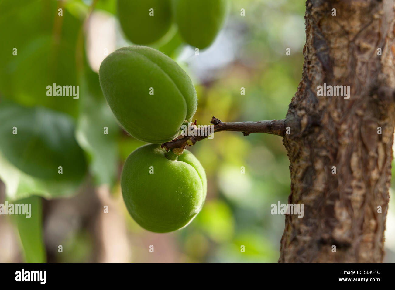 Avec l'abricotier fruits pas mûrs dans le jardin en pleine croissance Banque D'Images