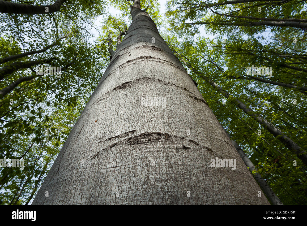 Les arbres forestiers au printemps. nature vert bois soleil origines. Banque D'Images