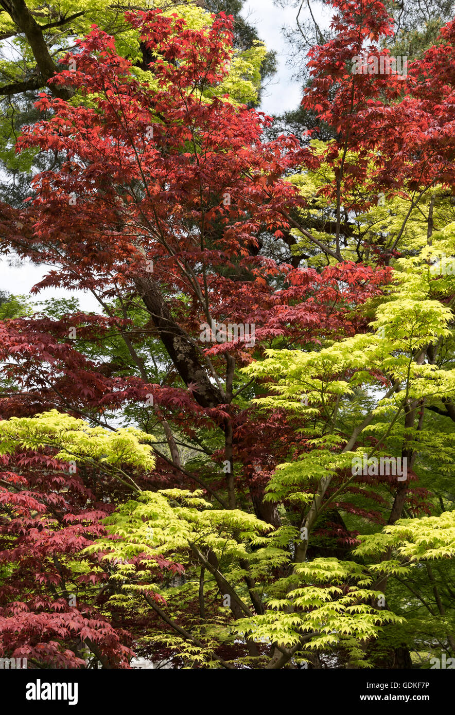 Les feuilles vertes et rouges dans les jardins de Nanzen-ji temple bouddhiste Zen à Kyoto, Japon Banque D'Images