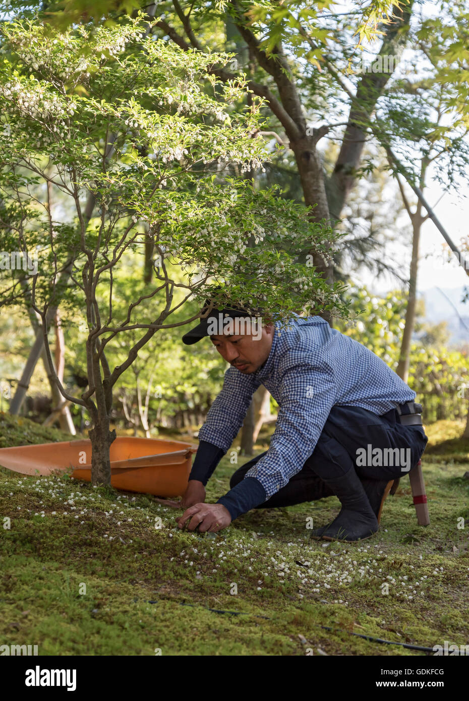 Jardinier ramasse les feuilles tombées de moss à Kodaiji (Kodai-ji) jardin, Kyoto, Japon Banque D'Images