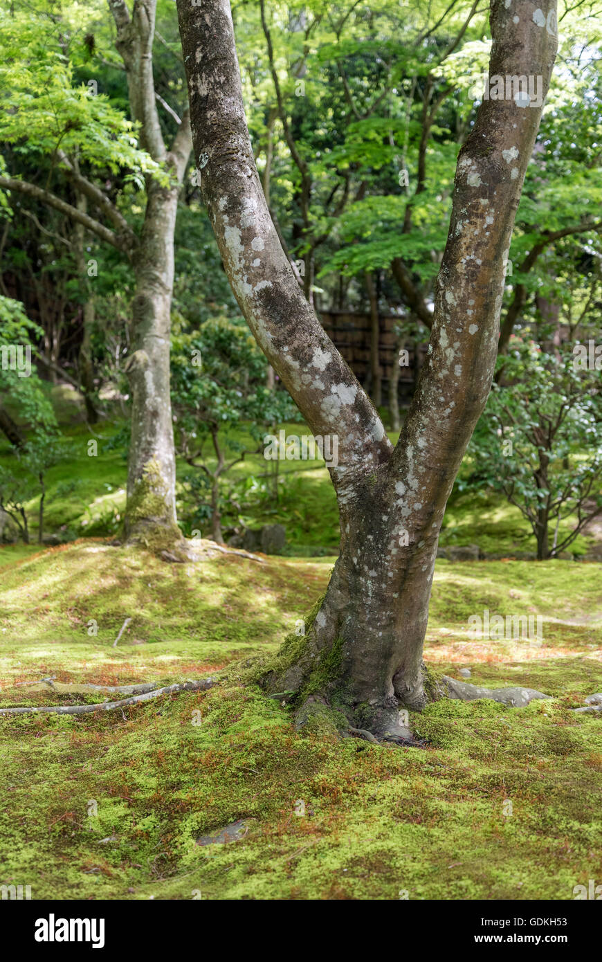 Arbres au jardin moss de Ginkaku-ji (Temple Zen de pavillon d'argent), Kyoto, Japon Banque D'Images