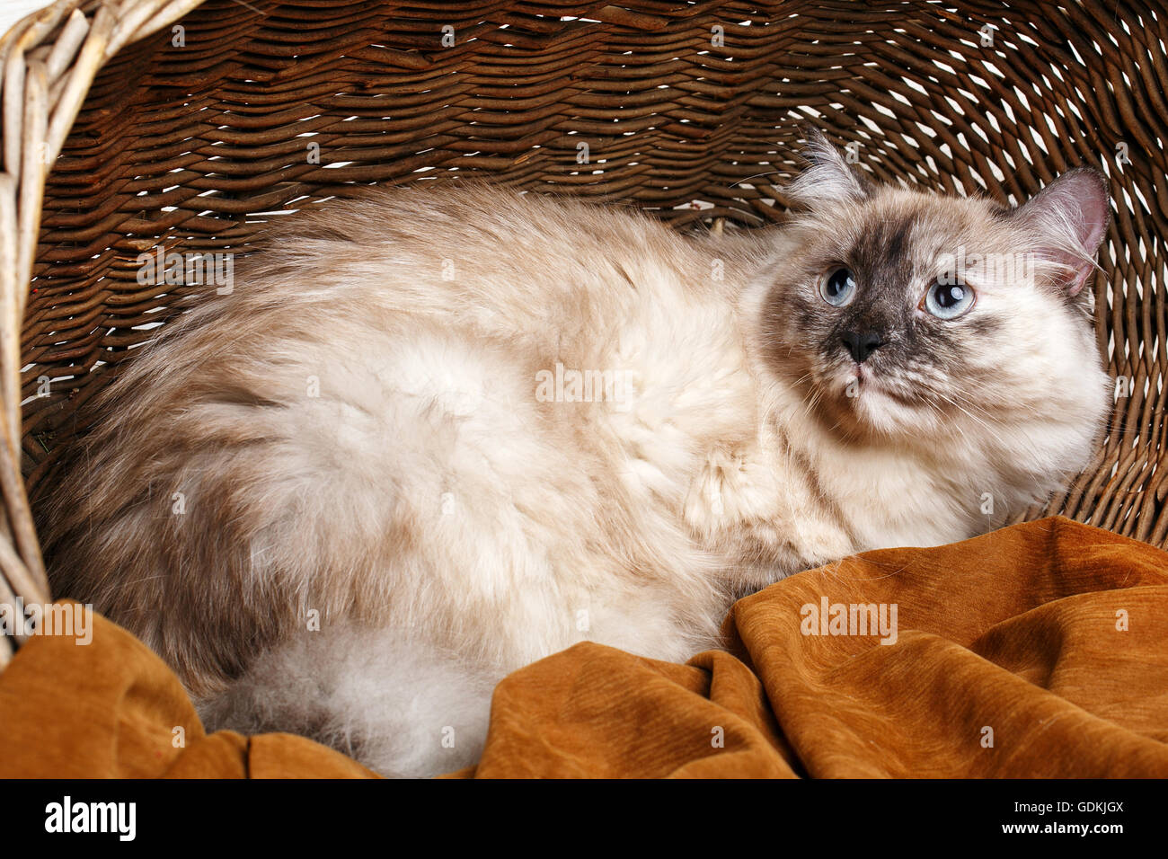 Chaton dort dans le panier Banque de photographies et d’images à haute