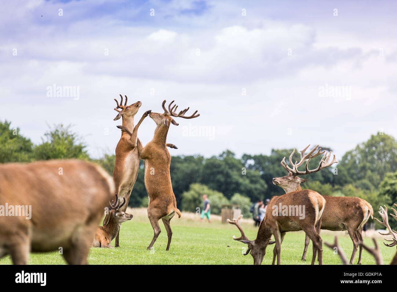 Virginie à Richmond Park, Londres , Royaume-Uni sur une journée ensoleillée d'été, Banque D'Images