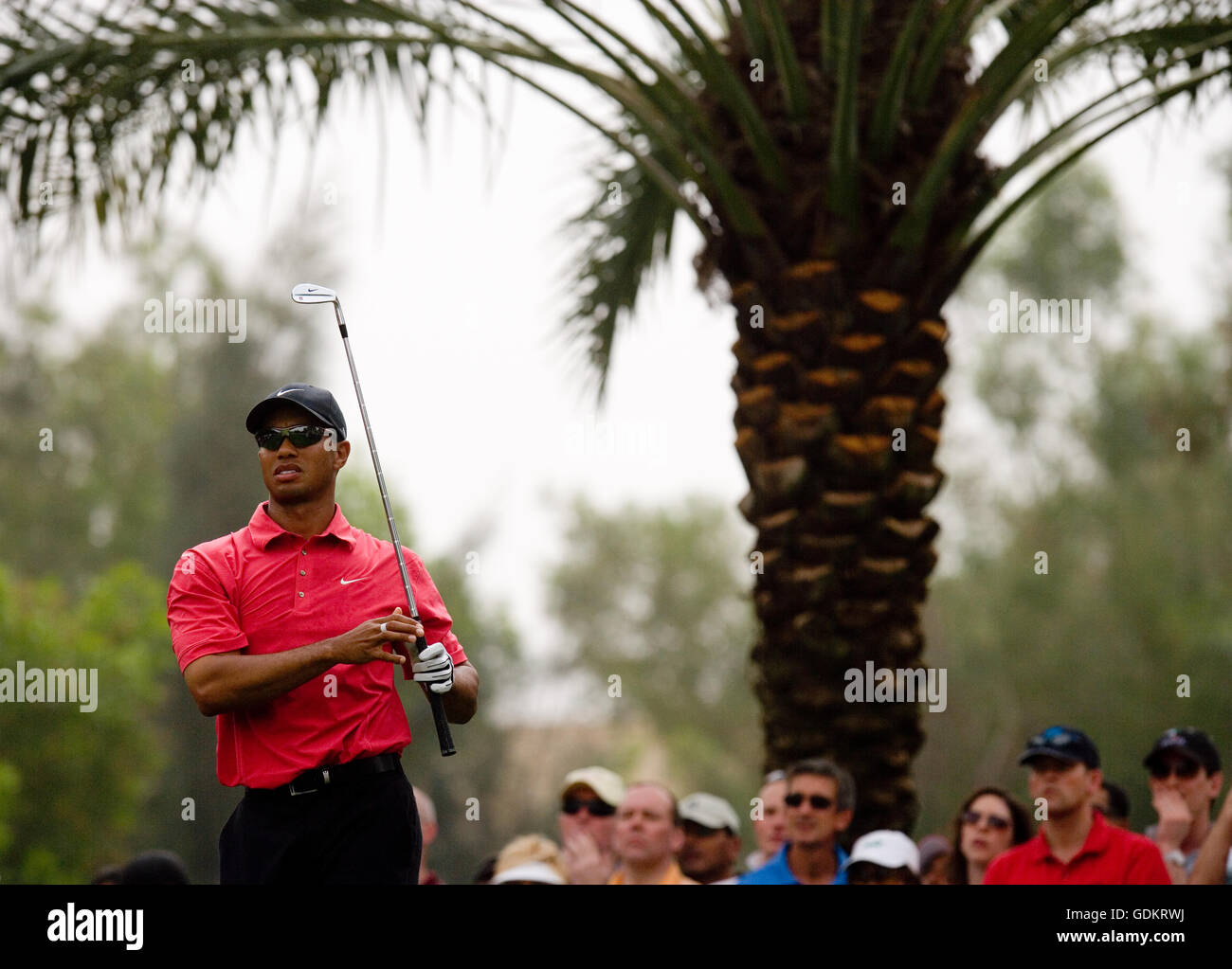 Tiger Woods prend un shot, DUBAÏ, ÉMIRATS ARABES UNIS. Banque D'Images