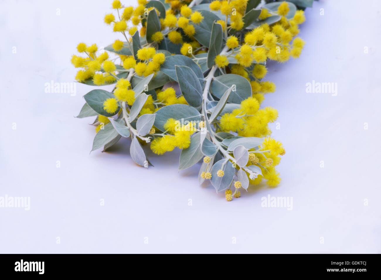 Acacia (Acacia podalyriifolia Pearl) fleurs sur fond blanc Banque D'Images