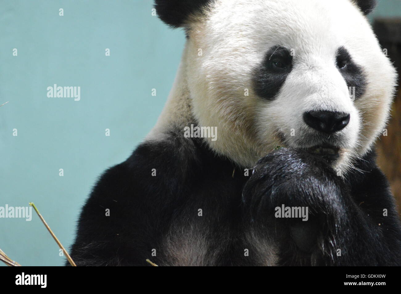 Panda mâle (Yang Guang) au Zoo d'Edimbourg Banque D'Images