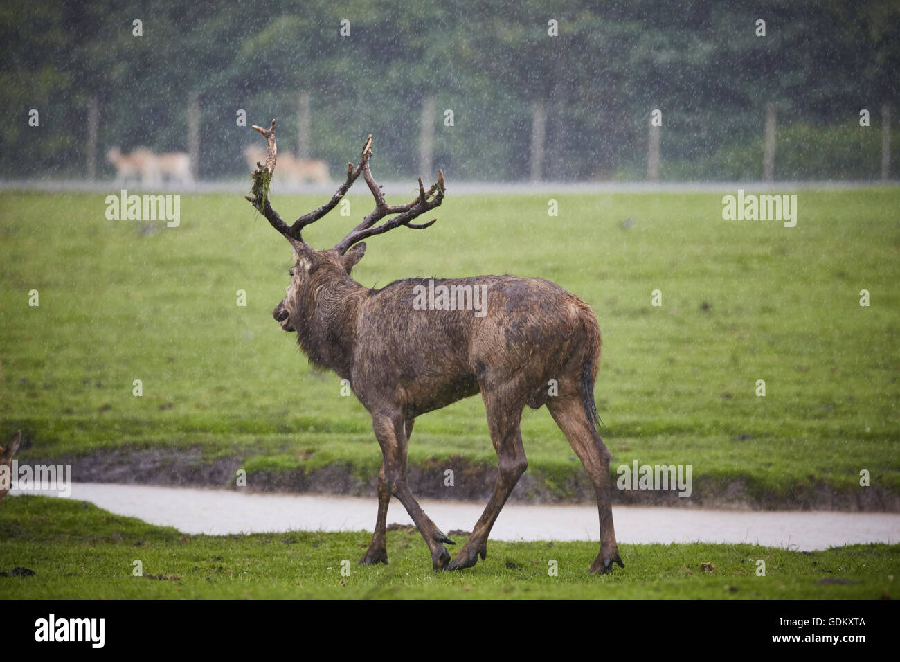 Knowsley Safari Park est un parc zoologique et d'attraction touristique dans la zone Knowsley de Merseyside, en Angleterre et de conservation Banque D'Images