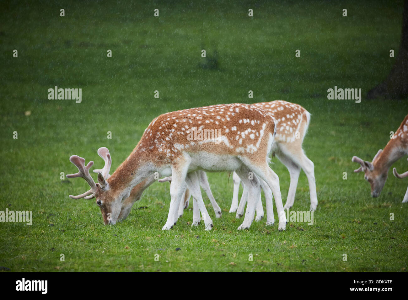 Knowsley Safari Park est un parc zoologique et d'attraction touristique dans la zone Knowsley de Merseyside, en Angleterre et de conservation Banque D'Images