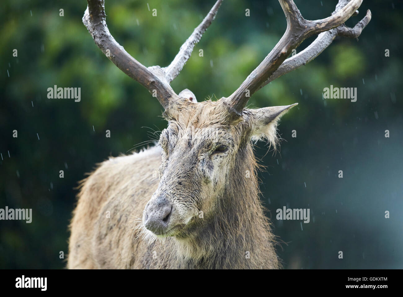 Knowsley Safari Park est un parc zoologique et d'attraction touristique dans la zone Knowsley de Merseyside, en Angleterre et de conservation Banque D'Images