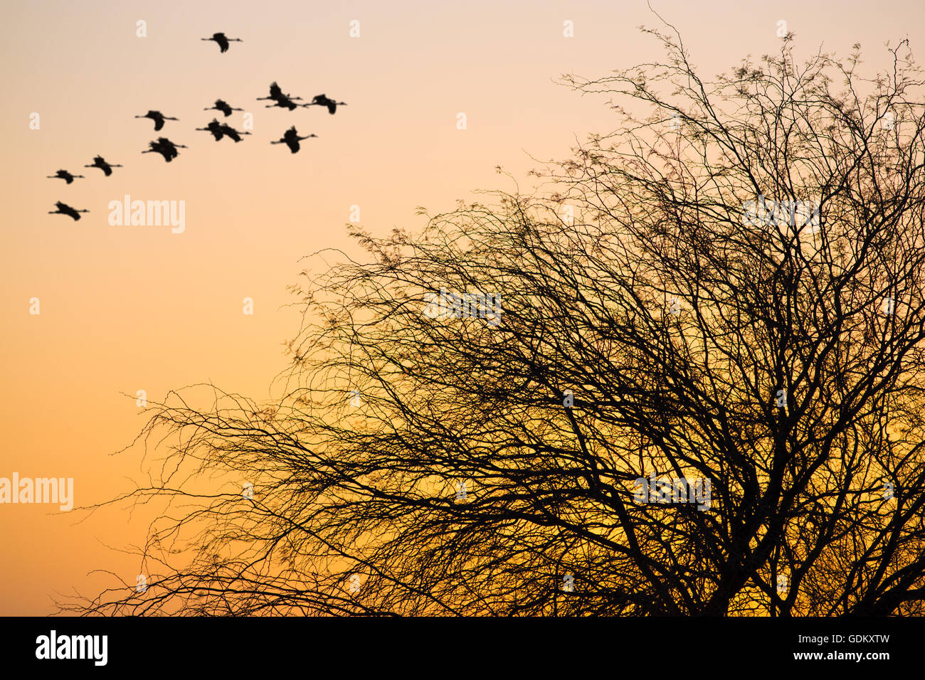 Troupeau d'oiseaux volant dans le fond coucher de soleil Banque D'Images