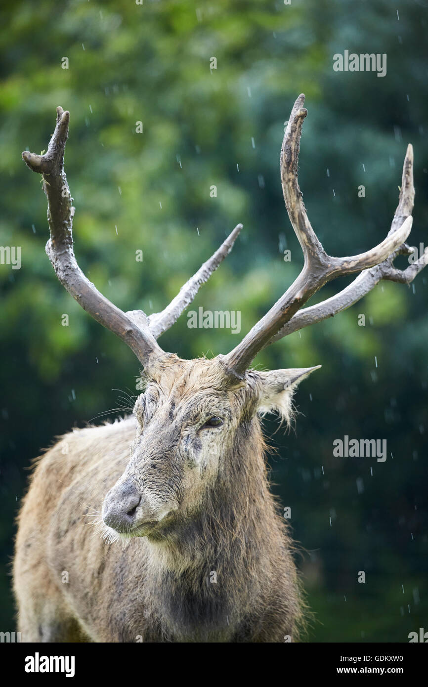 Knowsley Safari Park est un parc zoologique et d'attraction touristique dans la zone Knowsley de Merseyside, en Angleterre et de conservation Banque D'Images