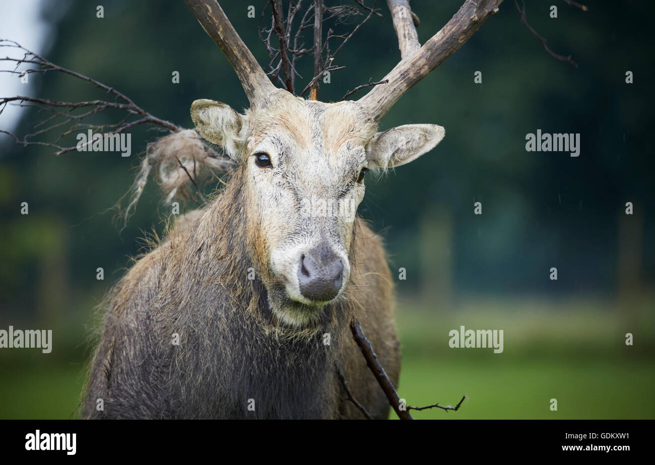 Knowsley Safari Park est un parc zoologique et d'attraction touristique dans la zone Knowsley de Merseyside, en Angleterre et de conservation Banque D'Images
