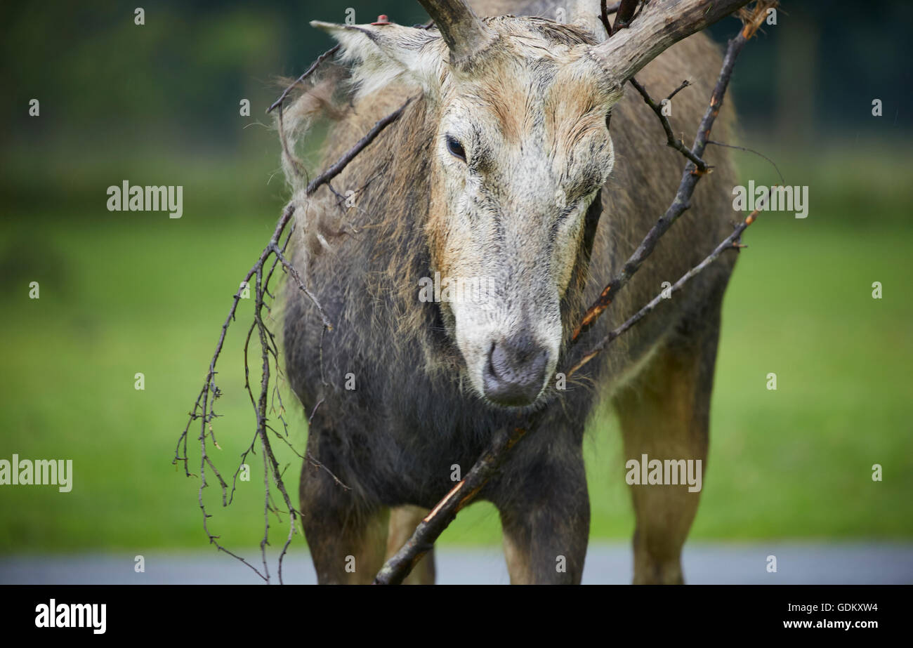 Knowsley Safari Park est un parc zoologique et d'attraction touristique dans la zone Knowsley de Merseyside, en Angleterre et de conservation Banque D'Images