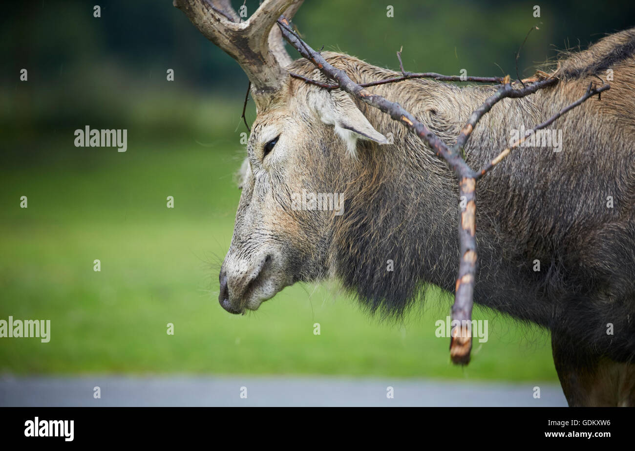Knowsley Safari Park est un parc zoologique et d'attraction touristique dans la zone Knowsley de Merseyside, en Angleterre et de conservation Banque D'Images
