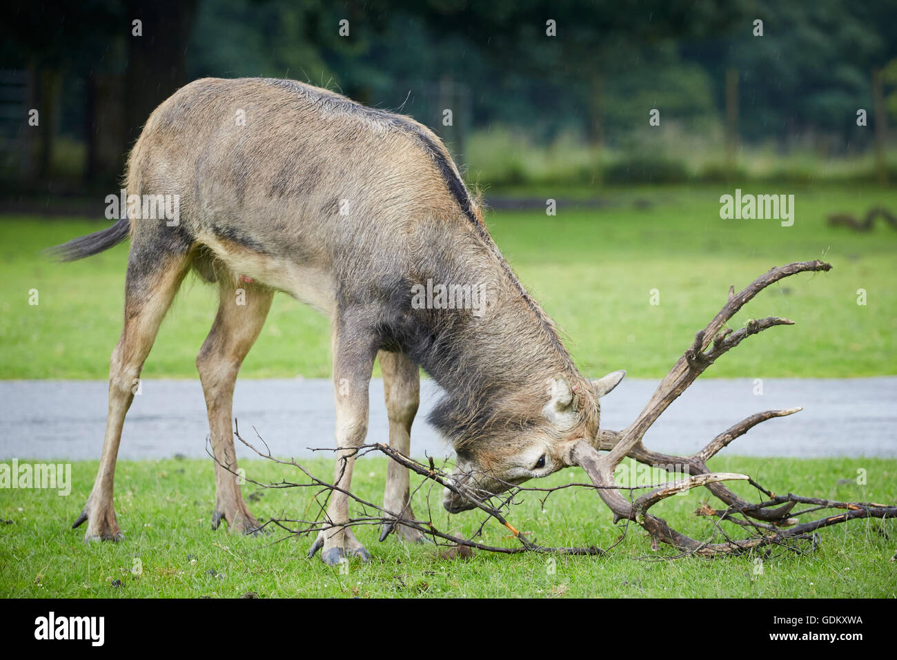 Knowsley Safari Park est un parc zoologique et d'attraction touristique dans la zone Knowsley de Merseyside, en Angleterre et de conservation Banque D'Images