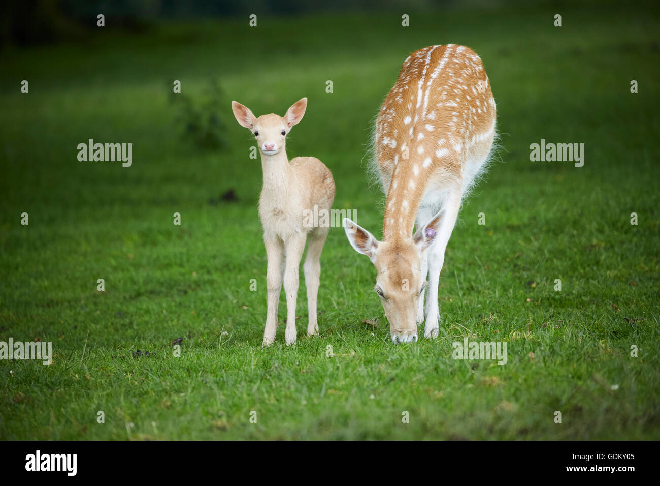 Knowsley Safari Park est un parc zoologique et d'attraction touristique dans la zone Knowsley de Merseyside, en Angleterre et de conservation Banque D'Images