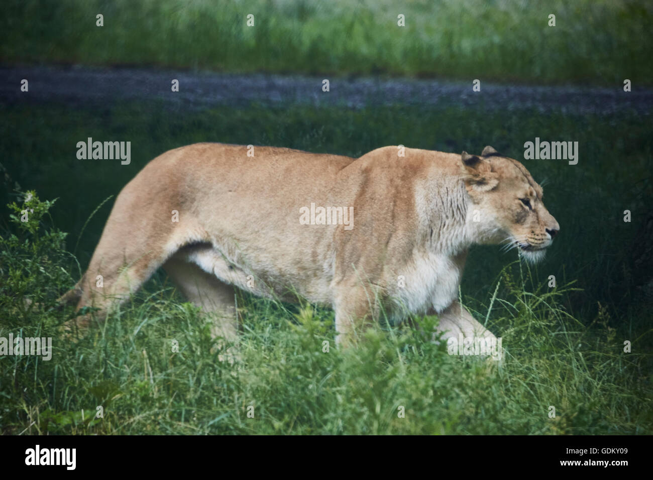 Knowsley Safari Park est un parc zoologique et d'attraction touristique dans la zone Knowsley de Merseyside, en Angleterre et de conservation Banque D'Images