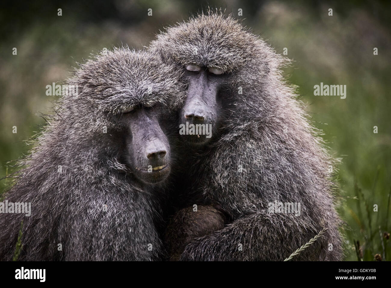 Knowsley Safari Park est un parc zoologique et d'attraction touristique dans la zone Knowsley de Merseyside, en Angleterre et de conservation Banque D'Images