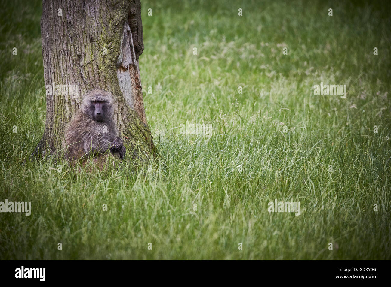 Knowsley Safari Park est un parc zoologique et d'attraction touristique dans la zone Knowsley de Merseyside, en Angleterre et de conservation Banque D'Images