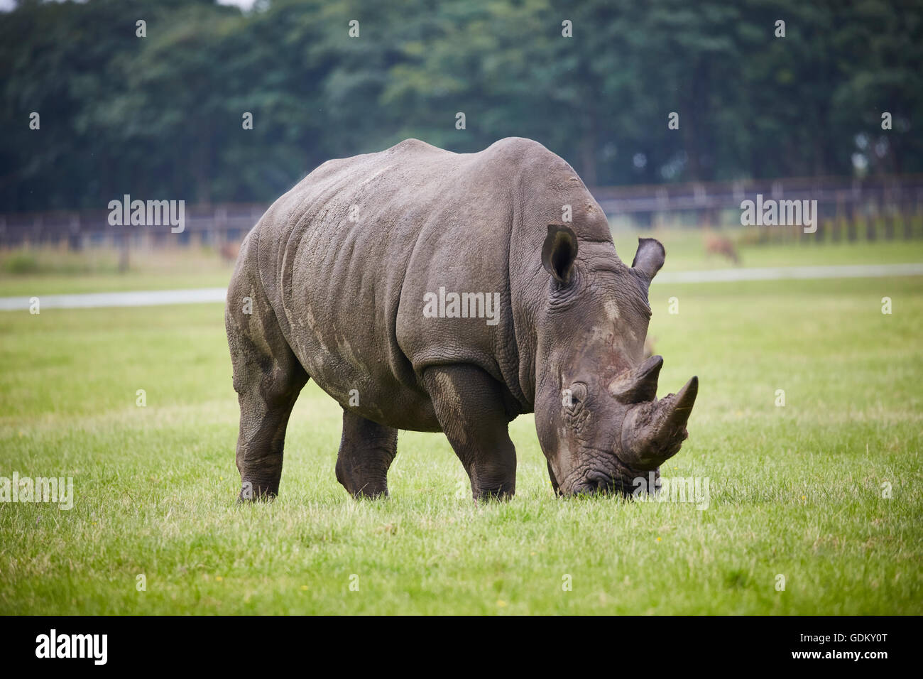 Knowsley Safari Park est un parc zoologique et d'attraction touristique dans la zone Knowsley de Merseyside, en Angleterre et de conservation Banque D'Images