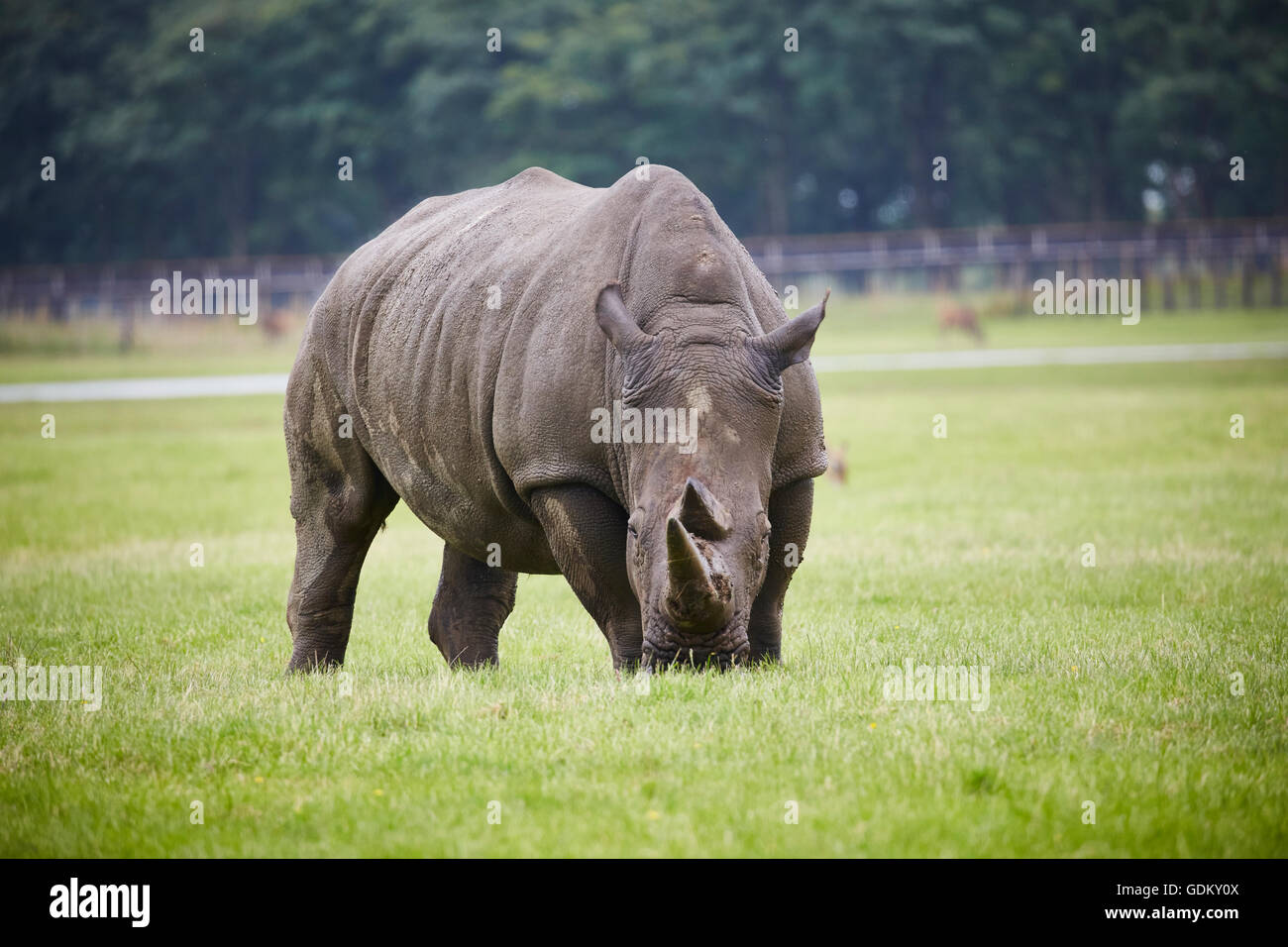 Knowsley Safari Park est un parc zoologique et d'attraction touristique dans la zone Knowsley de Merseyside, en Angleterre et de conservation Banque D'Images